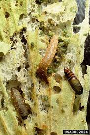 Attēlu rezultāti vaicājumam “Schizotus pectinicornis larva”