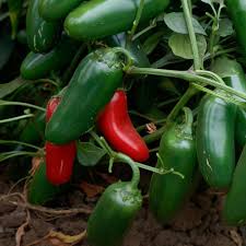 Afbeeldingsresultaat voor jalapeno early hot pepper