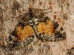 Attēlu rezultāti vaicājumam “Dysstroma truncata”