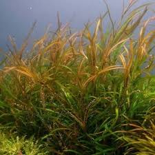 Attēlu rezultāti vaicājumam “Potamogeton rutilus”