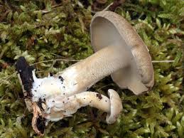 Attēlu rezultāti vaicājumam “Polyporus ciliatus”