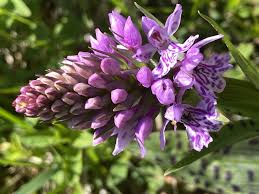 Attēlu rezultāti vaicājumam “Dactylorhiza russowii flower”
