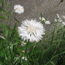 Image result for Centaurea cyanus
