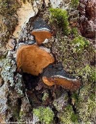 Attēlu rezultāti vaicājumam “Phellinus populicola”