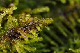 Attēlu rezultāti vaicājumam “Palustriella commutata”