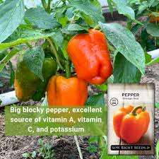 Afbeeldingsresultaat voor orange sun sweet pepper