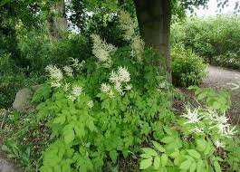 Image result for Aruncus dioicus