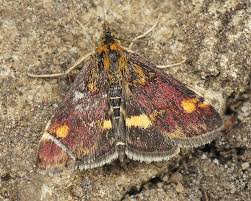 Attēlu rezultāti vaicājumam “Pyrausta aurata”