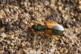 Attēlu rezultāti vaicājumam “Anchomenus dorsalis”