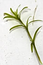 Attēlu rezultāti vaicājumam “Potamogeton trichoides leaf”