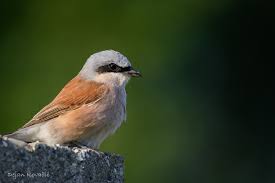 Attēlu rezultāti vaicājumam “Lanius excubitor adult”