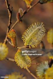 Attēlu rezultāti vaicājumam “Salix caprea male flower”