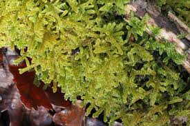 Attēlu rezultāti vaicājumam “Hypnum cupressiforme sporophyte”