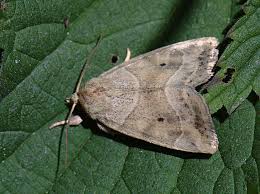 Attēlu rezultāti vaicājumam “Cosmia trapezina”