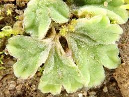 Attēlu rezultāti vaicājumam “Riccia”