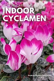 Image result for Cyclamen persicum