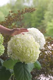 Attēlu rezultāti vaicājumam “Hydrangea arborescens”