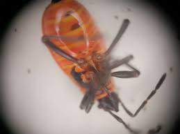 Attēlu rezultāti vaicājumam “Pyrrhocoris apterus nymph”