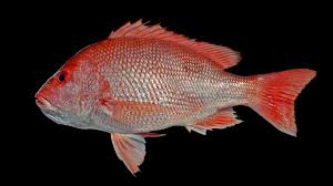 Image result for Lutjanus analis