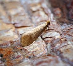 Attēlu rezultāti vaicājumam “Nematopogon sp.”