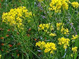 Attēlu rezultāti vaicājumam “Barbarea vulgaris subsp. arcuata flower”