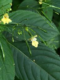 Attēlu rezultāti vaicājumam “Impatiens parviflora leaf”