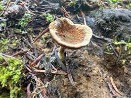 Attēlu rezultāti vaicājumam “Coltricia perennis”