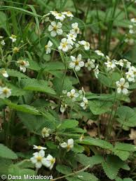 Attēlu rezultāti vaicājumam “Fragaria moschata flower”