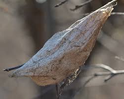 Attēlu rezultāti vaicājumam “Phylloneta cocoon”