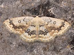 Attēlu rezultāti vaicājumam “Cyclophora annularia”