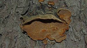 Attēlu rezultāti vaicājumam “Phellinus chrysoloma”