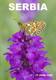 Attēlu rezultāti vaicājumam “Boloria eunomia underside”