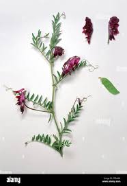 Attēlu rezultāti vaicājumam “Vicia”