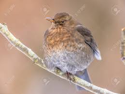 Attēlu rezultāti vaicājumam “Turdus merula female”