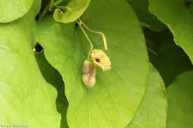 Attēlu rezultāti vaicājumam “Aristolochia durior”