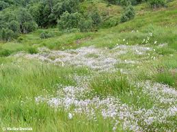Attēlu rezultāti vaicājumam “Trichophorum alpinum fruit”
