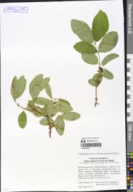 Attēlu rezultāti vaicājumam “Lonicera caerulea var. pallasii”