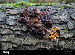 Attēlu rezultāti vaicājumam “Tremella foliacea”