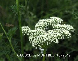 Attēlu rezultāti vaicājumam “Selinum carvifolia fruit”