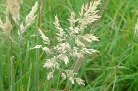 Attēlu rezultāti vaicājumam “Holcus lanatus”