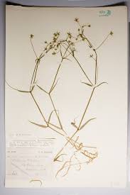 Attēlu rezultāti vaicājumam “Stellaria holostea fruit”