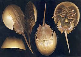 Image result for Limulus polyphemus