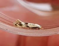 Attēlu rezultāti vaicājumam “Elachista maculicerusella”