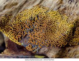 Attēlu rezultāti vaicājumam “Hemitrichia serpula spores”