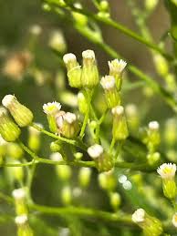 Attēlu rezultāti vaicājumam “Erigeron canadensis”