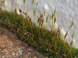 Attēlu rezultāti vaicājumam “Tortula truncata sporophyte”