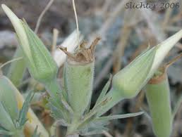 Image result for blazing vantoms