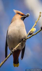 Attēlu rezultāti vaicājumam “Bombycilla garrulus”