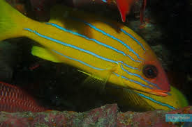 Image result for Lutjanus alexandrei