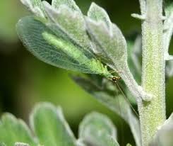 Attēlu rezultāti vaicājumam “Chrysopa”